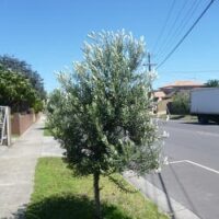 Olea 'Tolley's Upright' Olive 8" Pot