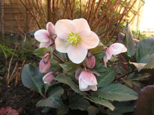 A pink Helleborus 'Shooting Star' Hellebore 7" Pot flower is growing in a garden.