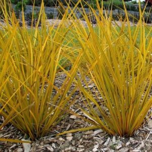 A group of Libertia 'Gold Finger' 6" Pot (Eco Grade) in a garden.