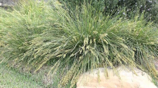 Lomandra 'Shara™' 7" Pot