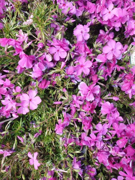A close-up of a dense cluster of vibrant pink Phlox 'Daniel's Cushion' flowers, surrounded by lush green leaves, perfectly grown in a 6" pot for your garden or patio display.