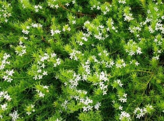 A dense Myoporum 'Fine Leaf' shrub with numerous small white flowers, available in a Myoporum 'Fine Leaf' 6" Pot.