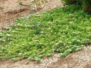 A patch of Myoporum 'Fine Leaf' 6" Pot flowers blooming among green foliage, set in a bed of gravel.