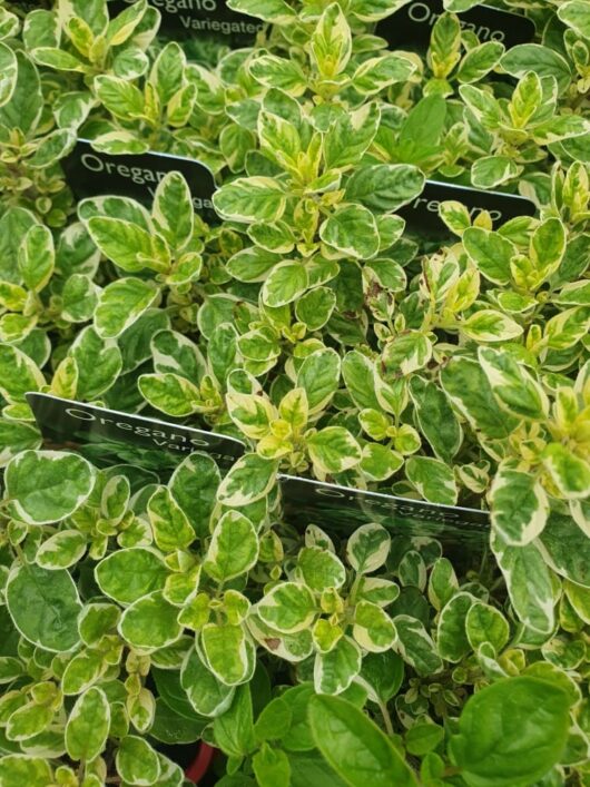 A close-up of Oregano 'Variegated' plants highlights their stunning green and white leaves.