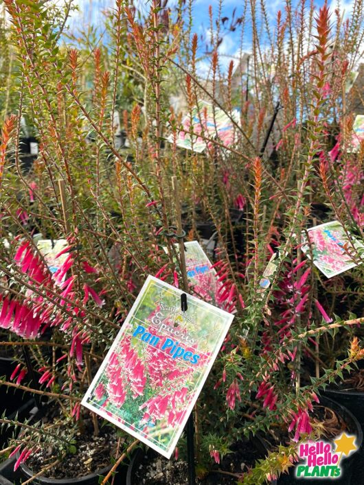 Epacris 'Pan Pipes' 6" Pot