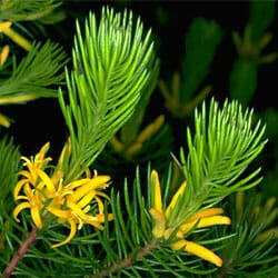 A Persoonia 'Mountain Geebung' 6" Pot with yellow flowers and green leaves.