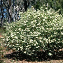 A Philotheca 'Long leaf Waxflower' 6" Pot with white flowers in the middle of a forest.