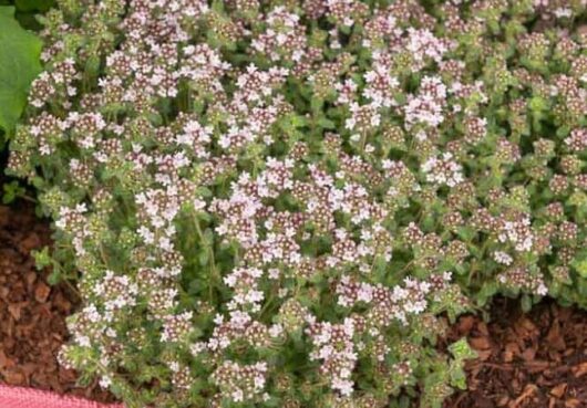 Thymus 'Pink Chintz Thyme'
