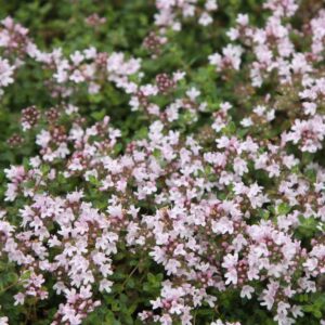 A dense cluster of small, pale pink blossoms adorns the green foliage of Thymus 'Pink Chintz Thyme.'.