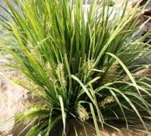 A Lomandra 'Tropical Bell' 6" Pot with green leaves in a rock garden.