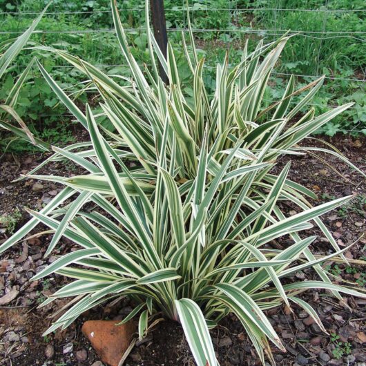 Dianella 'Wyeena®' Flax Lily 6" Pot