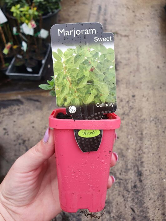 A hand holding a red Marjoram 'Sweet' 3" Pot plant with a label, against a blurred background of other plants.