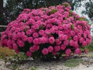 A Pimelea 'Pink' Rice flower 6" Pot with pink flowers in the sand.