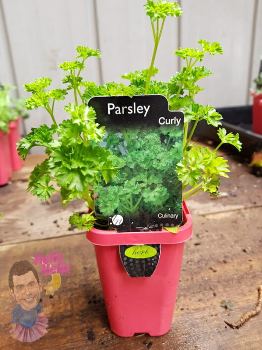 Curly Parsley 3" Pot