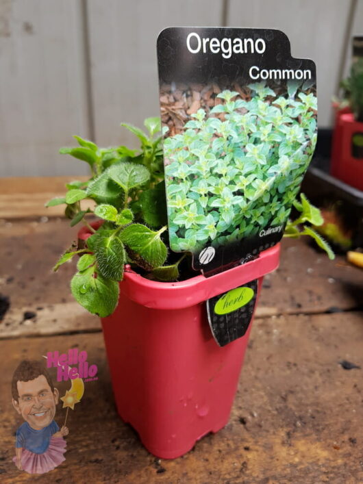 Common Oregano 3" Pot