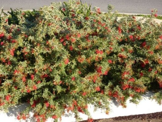 A Grevillea 'Seaspray' 6" Pot with red flowers in the middle of the street.