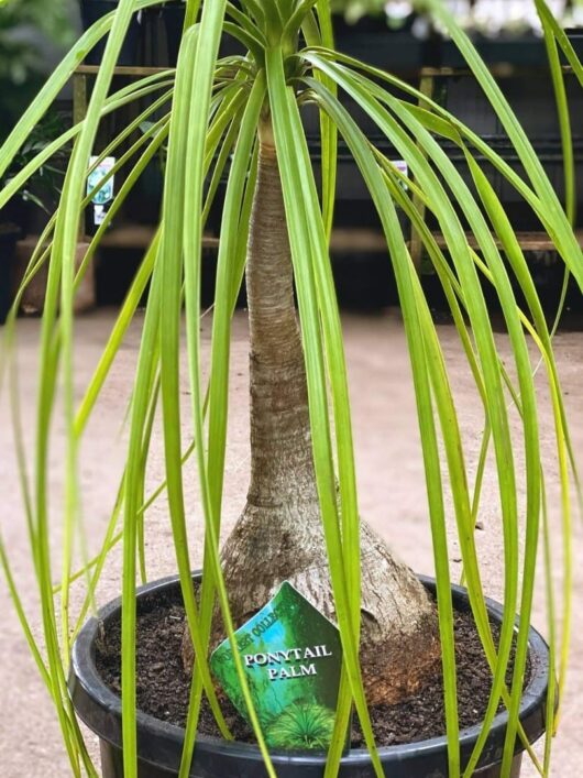 Beaucarnea 'Pony Tail Palm' 12" Pot
