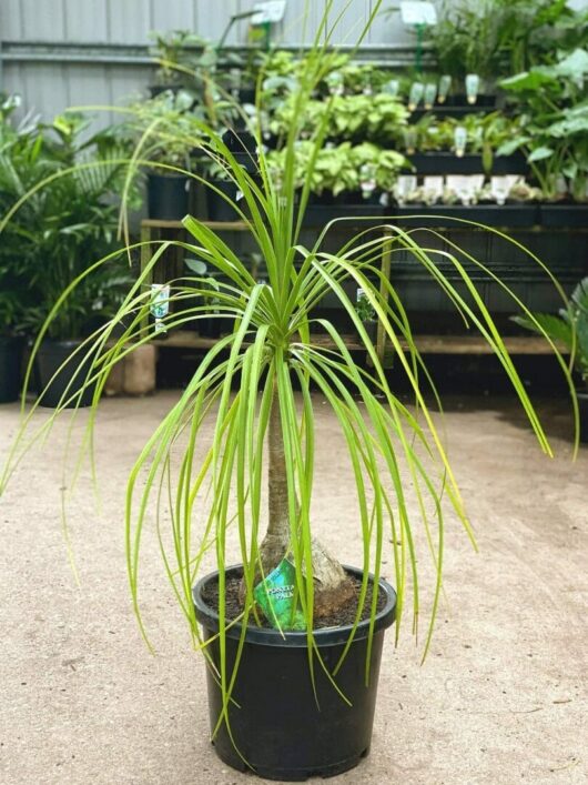 Beaucarnea 'Pony Tail Palm' 12" Pot