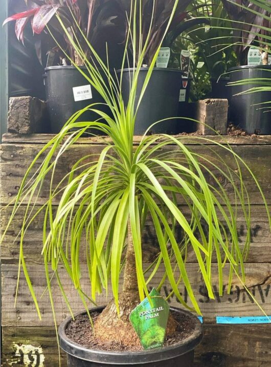 Beaucarnea 'Pony Tail Palm' 12" Pot