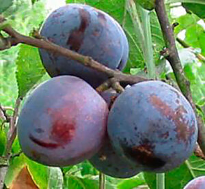 Three Prunus 'King Billy' Plums on a tree branch with leaves.