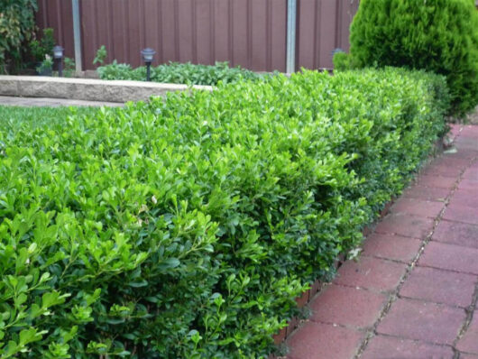 Buxus Microphylla "Korean Box"