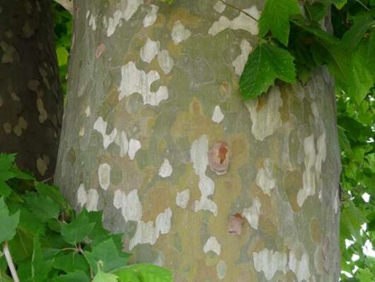 Platanus 'London Plane Tree' 7" Pot