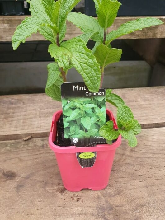 A Mint 'Common' plant is flourishing in a vibrant red, 3" pot set on a wooden surface.