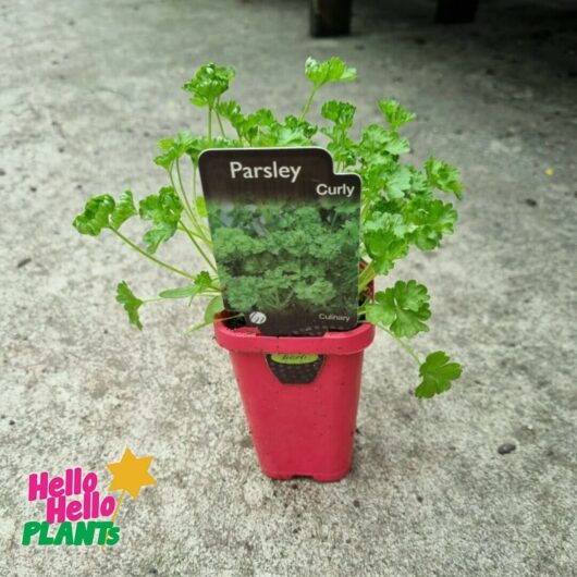 Parsley 'Curly' 3" Pot