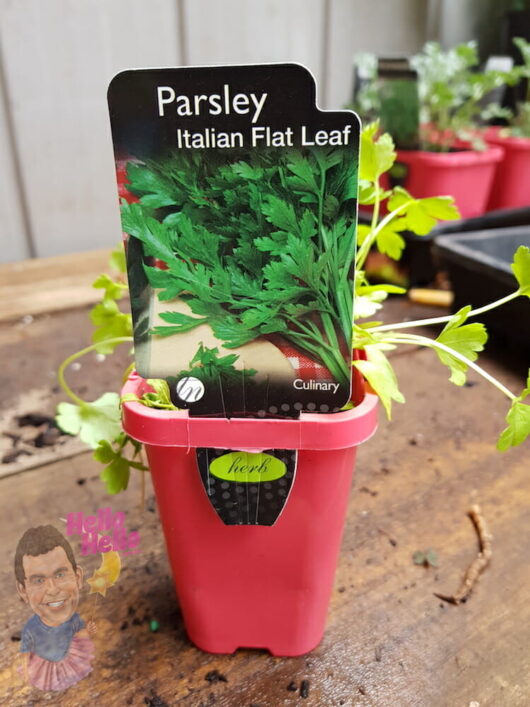 Italian Parsley 3" Pot