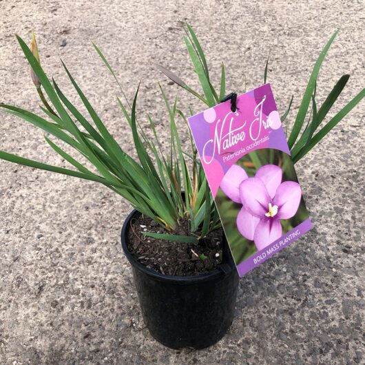 Patersonia Occidentalis Native Iris