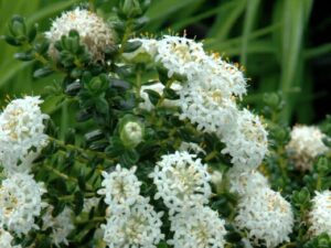 Pimelea 'White' Rice Flower 6" Pot flowers on a bush with green leaves.