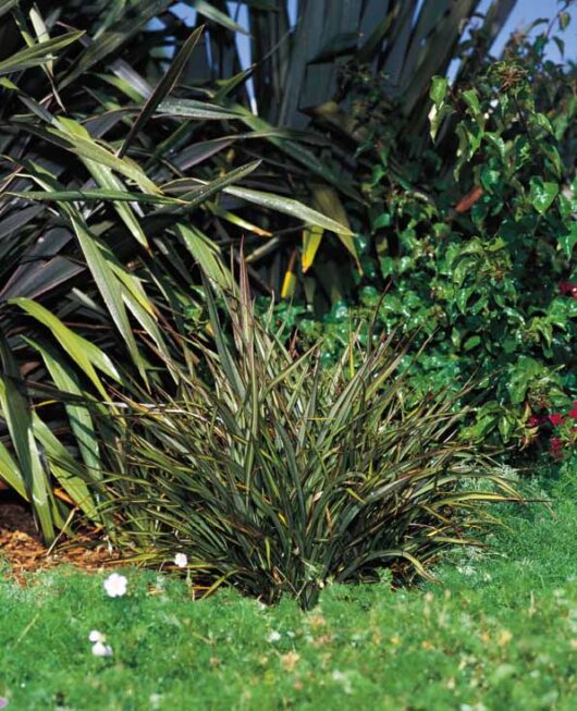 Surfer Boy enjoys spending his days in the garden among a variety of plants and grass, including the stunning Phormium 'Surfer Boy' Flax 6" Pot.