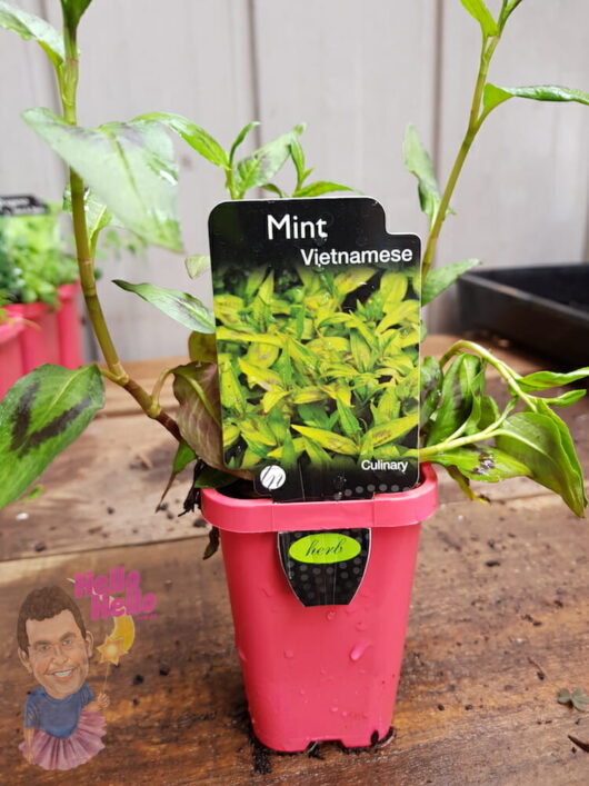 Vietnamese Mint 3" Pot