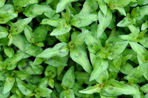 Top view of a dense patch of fresh green leaves with visible droplets of water, resembling vibrant Mint 'Vietnamese' often used in aromatic Vietnamese cuisine.