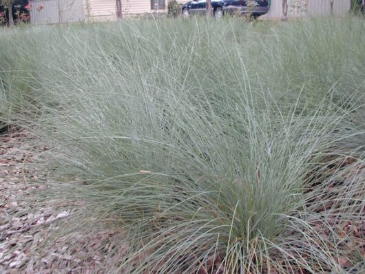 A Poa 'Kingsdale™' 6" Pot grass in a yard with a car in the background.