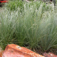 A garden with a lot of Poa 'Eskdale™' 6" Pot and rocks.