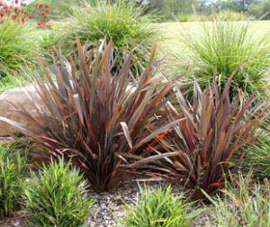A garden with Phormium 'Flamin®' Flax 6" Pot plants and rocks.