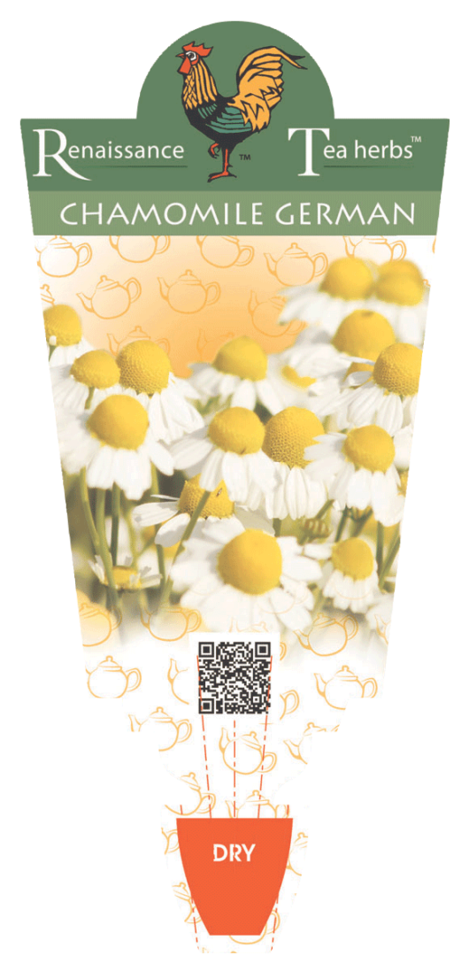 Chamomile 'German'