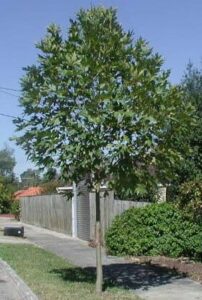 A Platanus 'Cut-Leaf Plane Tree' 16" Pot in front of a house in a residential area.
