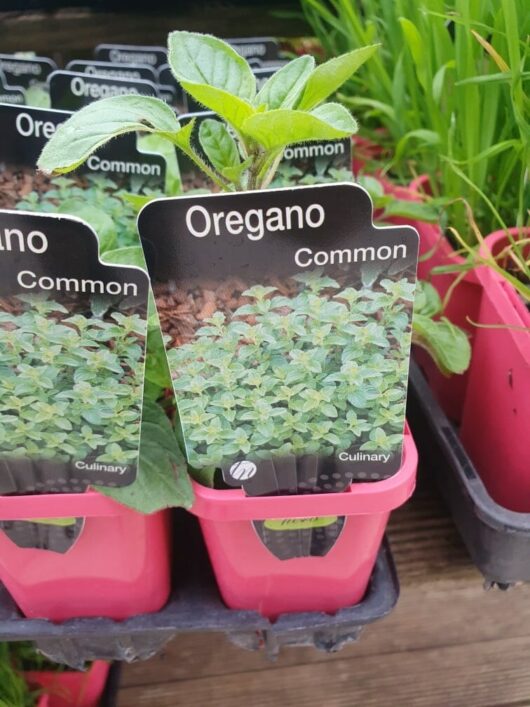 Oregano 'Common' plants are housed in pink containers, each marked with the product name, with some nestled in delightful 3" pots.