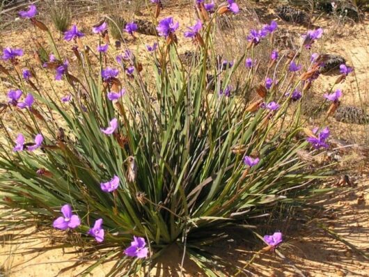 A clump of Patersonia 'Purple Flag/Native Iris' 6" Pot, with long green leaves and vibrant purple flowers, growing in sandy soil.