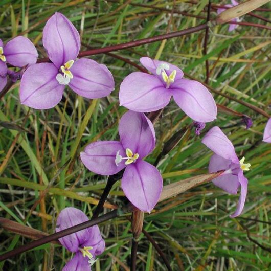 A cluster of Patersonia 'Purple Flag/Native Iris' 6" Pot flowers with white centers, amidst green grassy background.