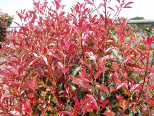 Photinia 'Glabra Rubens' 12" Pot