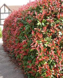 Photinia Red Robin