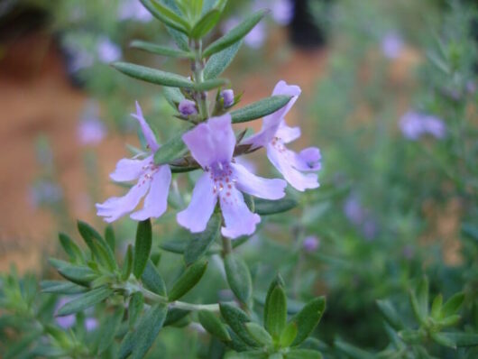 Pale purple Westringia fruticosa 'Blue Gem™' flowers with green leaves in soft-focus background, presented in a 6" Pot.