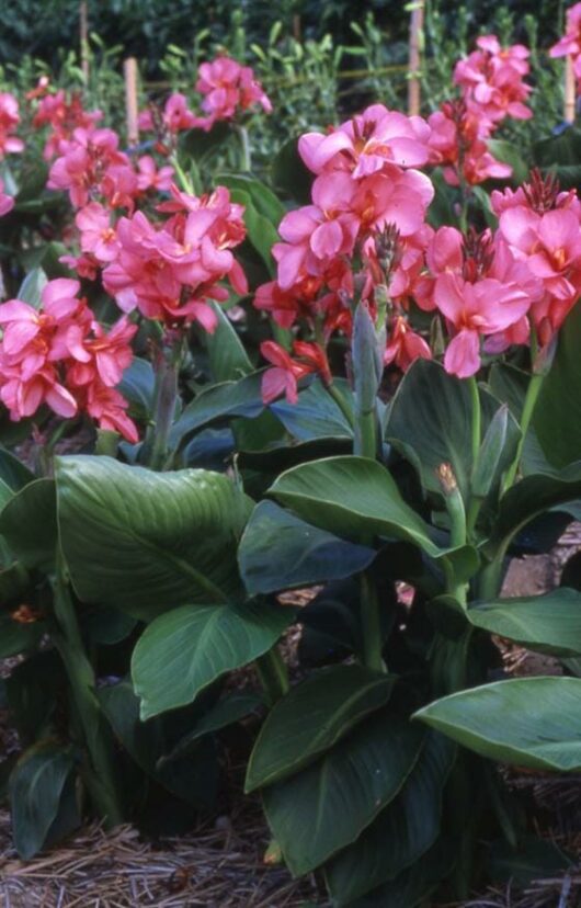 Canna Lily Dwarf Tropical Rose 8" Pot flowers in a garden with green leaves.