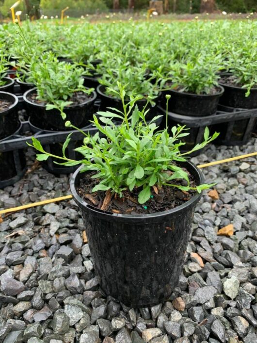 Erigeron 'Seaside Daisy' 6" Pot