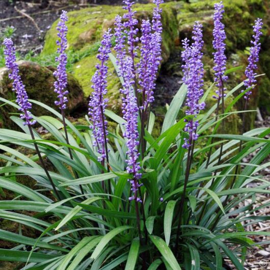 A plant with purple flowers in front of rocks, Liriope 'Evergreen Giant' 6" Pot.