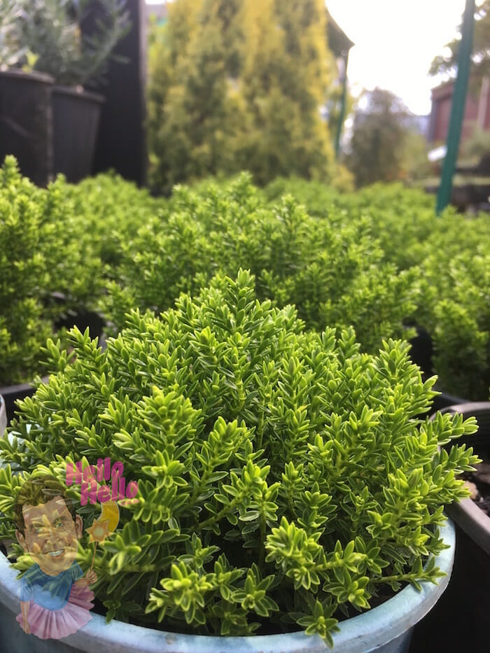 Hebe  Emerald Green  Pot Hello Hello Plants Garden Supplies