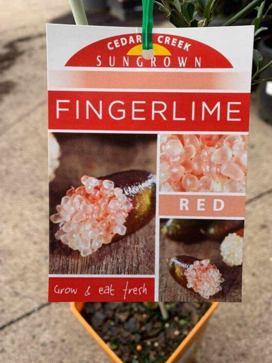 Citrus 'Red' Finger Lime 4L Pot